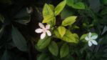cm zoom sample6