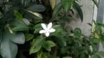 lzp cam1