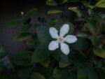 IMG 20161116 170814 Custom