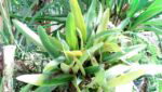 cm flare inf cam2 Custom