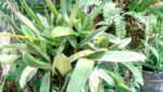 cm flare inf cam8 Custom