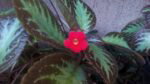 cm iris cam1