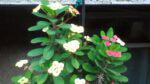 cm iris cam10