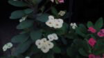 cm iris cam11