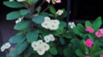 cm iris cam12