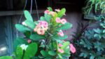cm iris cam13