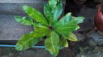 cm iris cam3