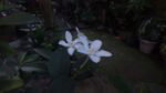 cm iris cam4