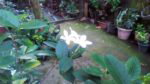 cm iris cam5