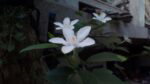 cm iris cam6