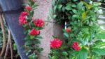 cm iris cam7