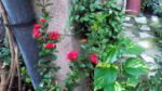 cm iris cam9