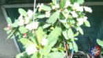 cpcam11 Custom