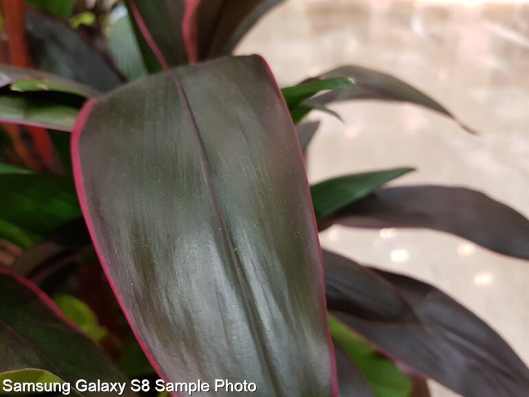 Samsung Galaxy S8 Sample Photo 13