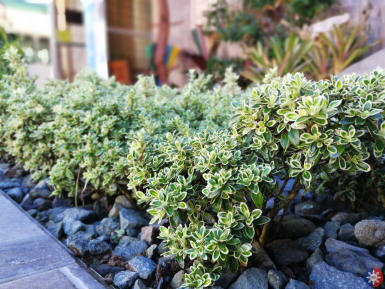 Huawei P10 Sample Photo 8