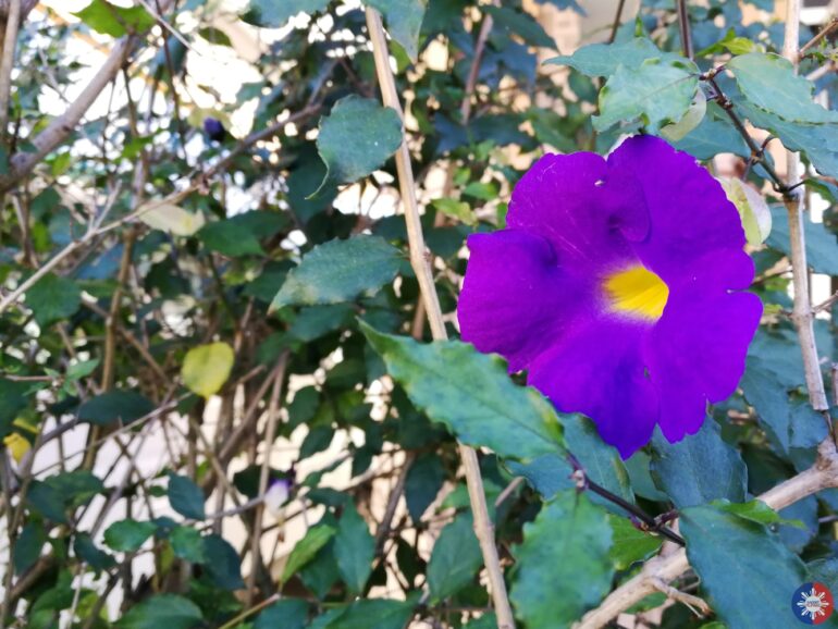 Huawei P10 Sample Photo 9