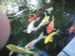 IMG 20170618 154939 scaled