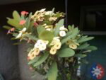 cmflarep1 cam17