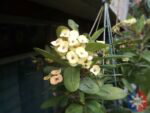 cmflarep1 cam19