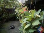 cmflarep1 cam5