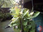 cmflarep1 cam7