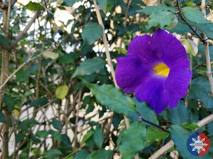 OnePlus 5 Sample Photo 13
