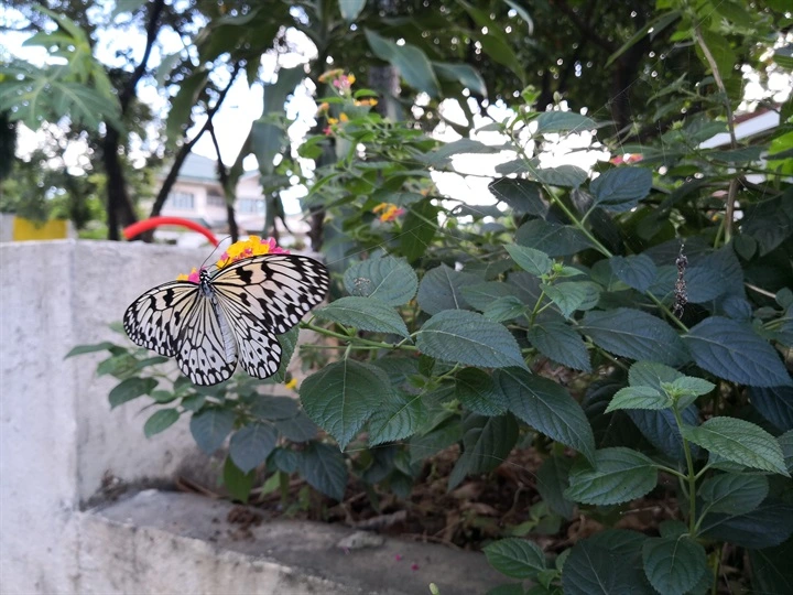 Huawei Mate 10 Sample Photo 10