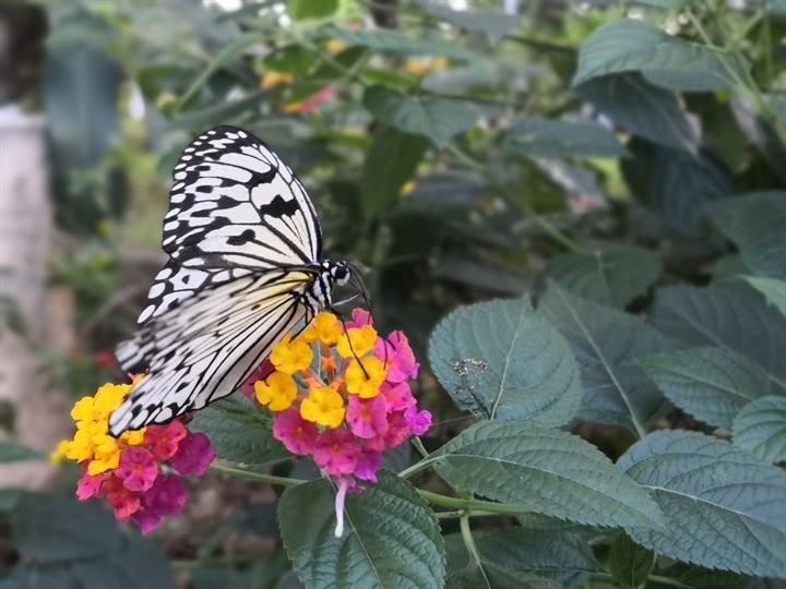Huawei Mate 10 Sample Photo 11