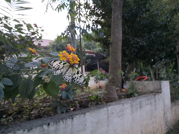 Huawei Mate 10 Sample Photo 12