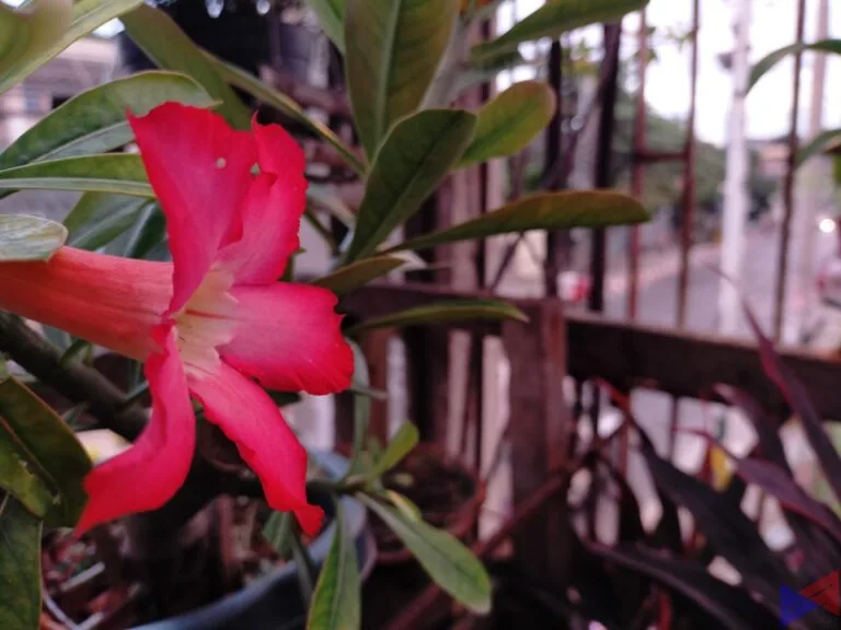 OPPO A9 2020 Bokeh