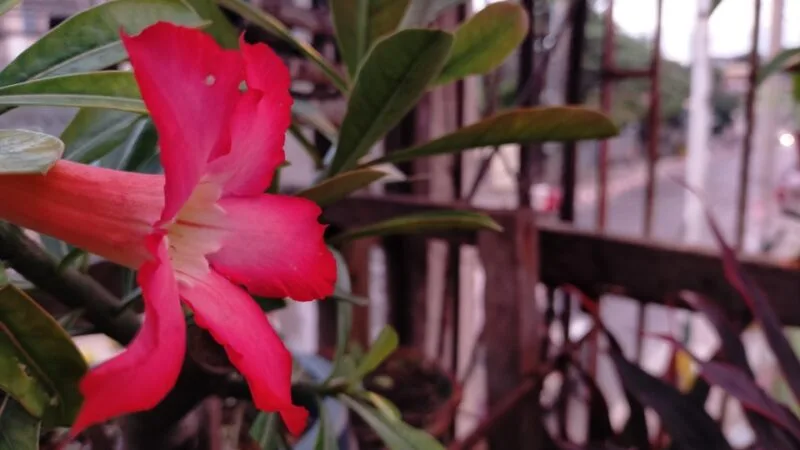 OPPO A9 2020 Bokeh