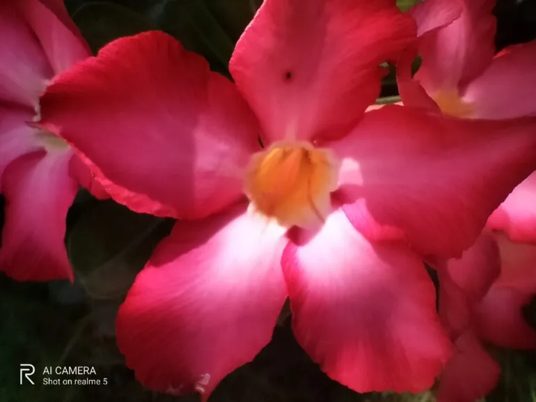 Realme 5 Review Macro Cam 2