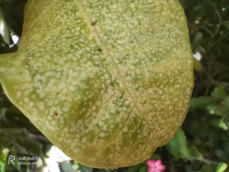 Realme 5 Review Macro Camera 2