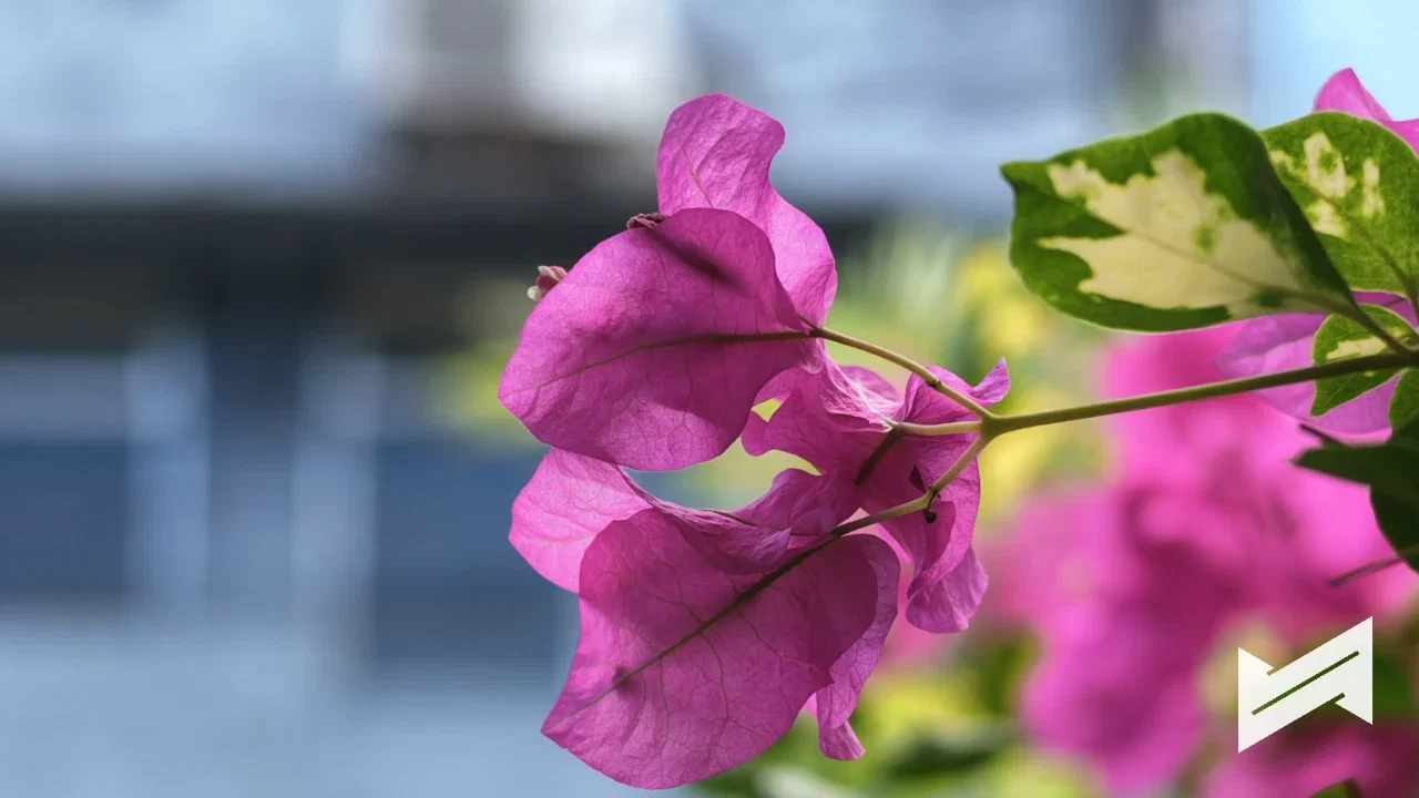dji osmo pocket 4p sample photo 4